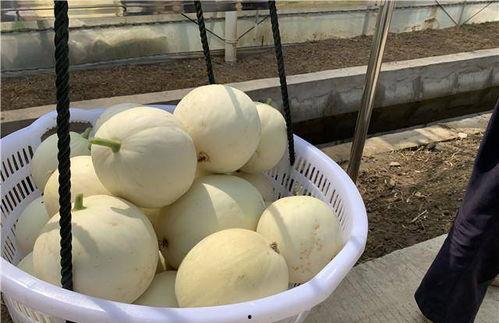 518吃瓜群,网络舆论场中的“瓜田”风云