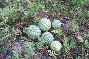 吃瓜了偷药,一场网络迷雾中的真相追寻