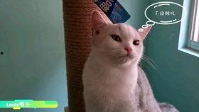 吃瓜直播间懒猫,揭秘娱乐圈幕后故事