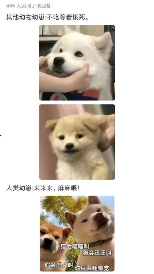 瓜娃子吃的香吗,香不香，一试便知