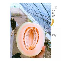 吃蜜瓜 新疆歌曲,品鉴吃蜜瓜歌曲的魅力