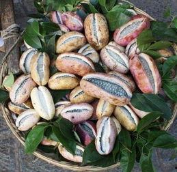 8月瓜怎么吃,探索8月瓜果的多彩食法