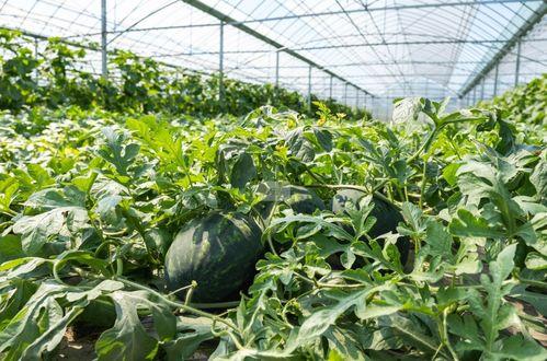 乡下吃瓜,探寻乡村夏日美食风情