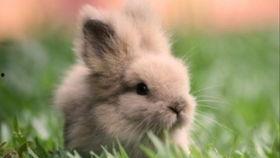 吃瓜兔子图,揭秘动物界的“吃瓜群众”