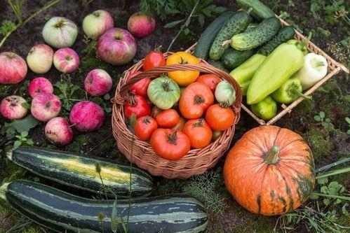 明天几次吃瓜,揭秘明天瓜子的三次美味盛宴