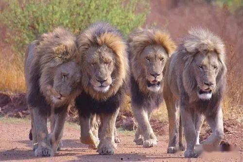 奥胖雄狮吃瓜,揭秘娱乐圈幕后真相