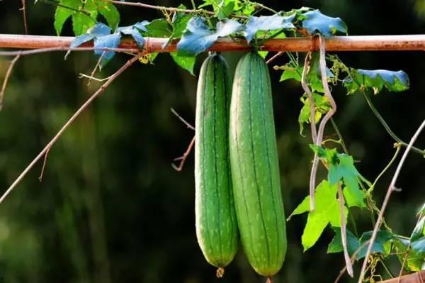 猴瓜适合什么季节吃,四季皆宜的养生佳品
