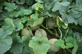 哈密瓜可以当瓜子吃吗,揭秘当瓜子的奇妙之旅