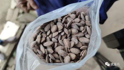 松滋吃瓜的视频,一场别开生面的乡村盛宴