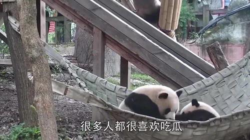 吃瓜群众熊猫图,萌态十足，揭秘网红熊猫的日常趣事