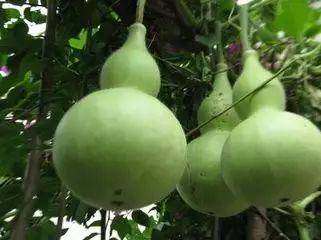 霞浦吃瓜,探寻当地特色“吃瓜”文化