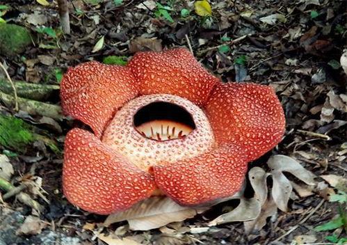 食人花吃瓜,揭秘神秘食瓜奇观