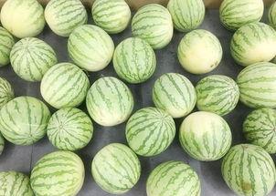 静吃瓜,品味生活百态