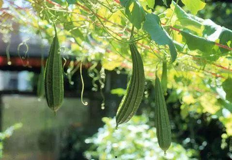 紫吃瓜预告,揭秘娱乐圈最新热点，带你一探究竟！