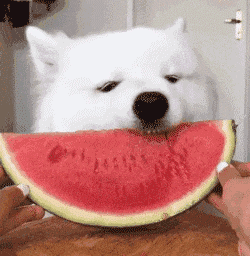 宠物吃瓜博主,揭秘宠物博主们的瓜田生活