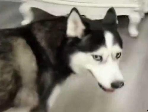 二哈吃瓜大赛视频,萌宠欢乐秀，瓜果飘香笑翻天