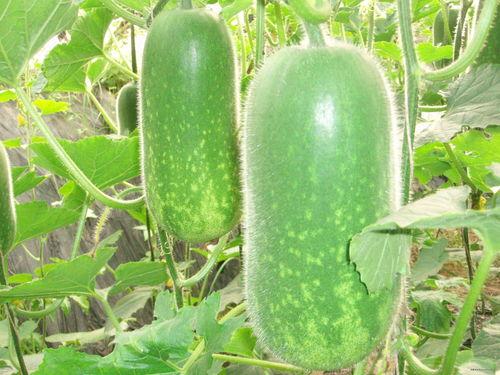 刘大瓜吃小肠,一场味蕾与勇气的较量