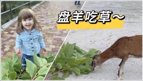 盘羊吃瓜视频,瓜果盛宴大揭秘