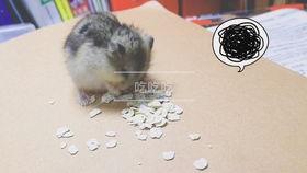 白色仓鼠吃瓜,白色仓鼠的美食之旅