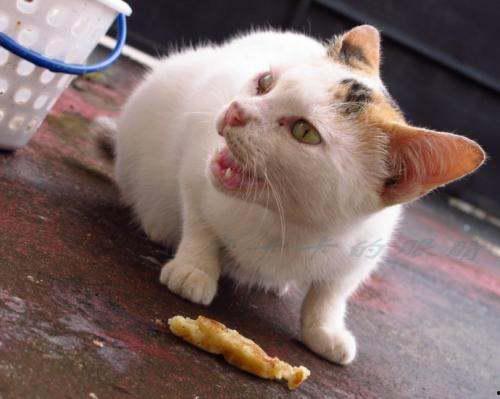 猫可以吃瓠子瓜,瓠子瓜，猫咪的新宠？