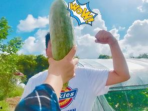 带你吃瓜罐头,网络热词背后的故事