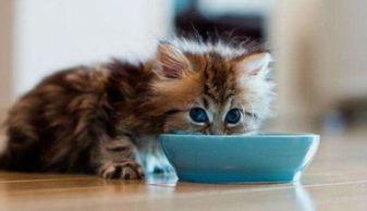 猫咪吃贝贝瓜好吗,贝贝瓜对猫咪的影响与适宜性