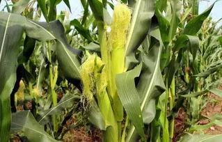 博乐花果山吃瓜,夏日吃瓜新风尚，畅享清凉好时光