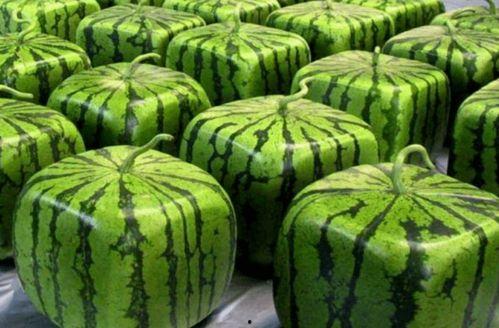 自由野吃瓜,揭秘娱乐圈幕后故事